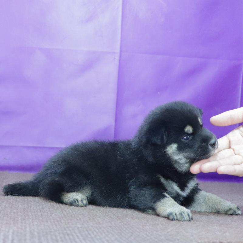 販売中の愛知県の柴犬-411852の3枚目